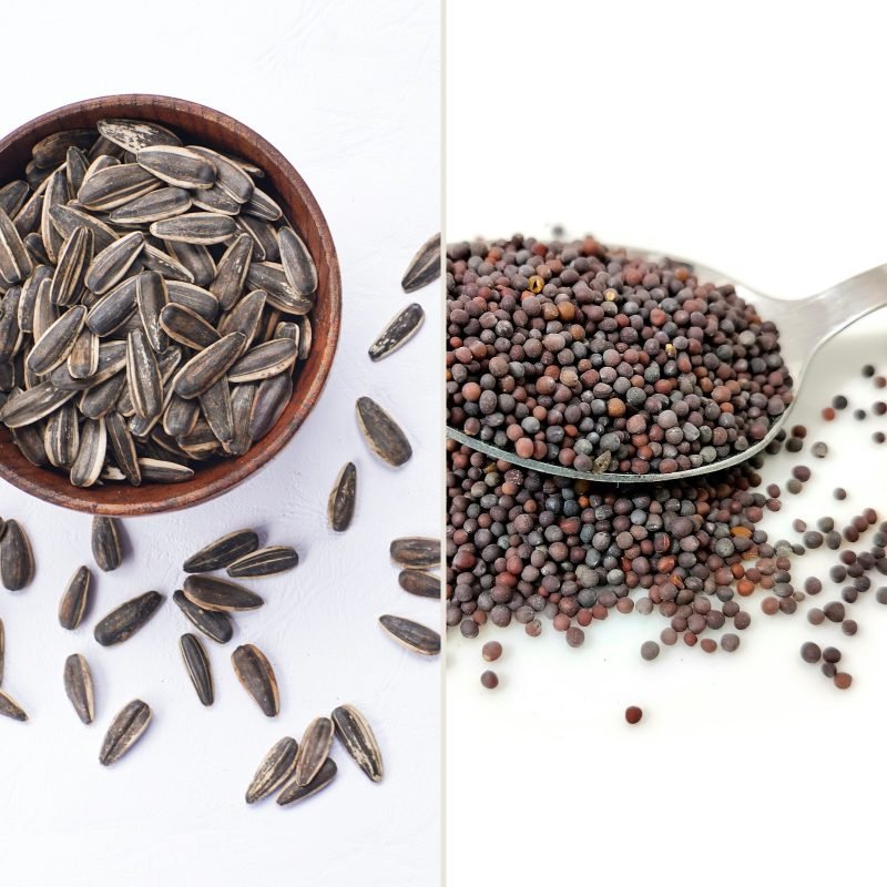 Dakshin se Dil Tak — Sunflower + Black Mustard
